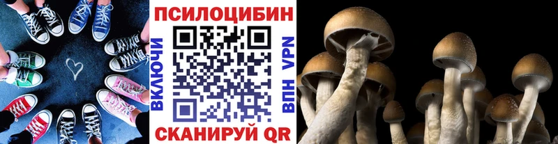 сколько стоит  Ногинск  Псилоцибиновые грибы Psilocybe 